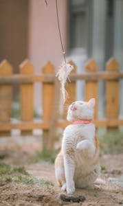 An adorable cat playing with a feathered toy