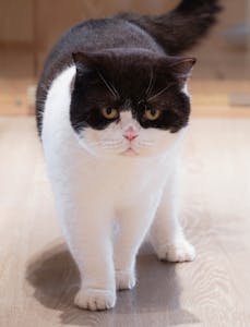 Cute black and white Exotic Shorthair cat