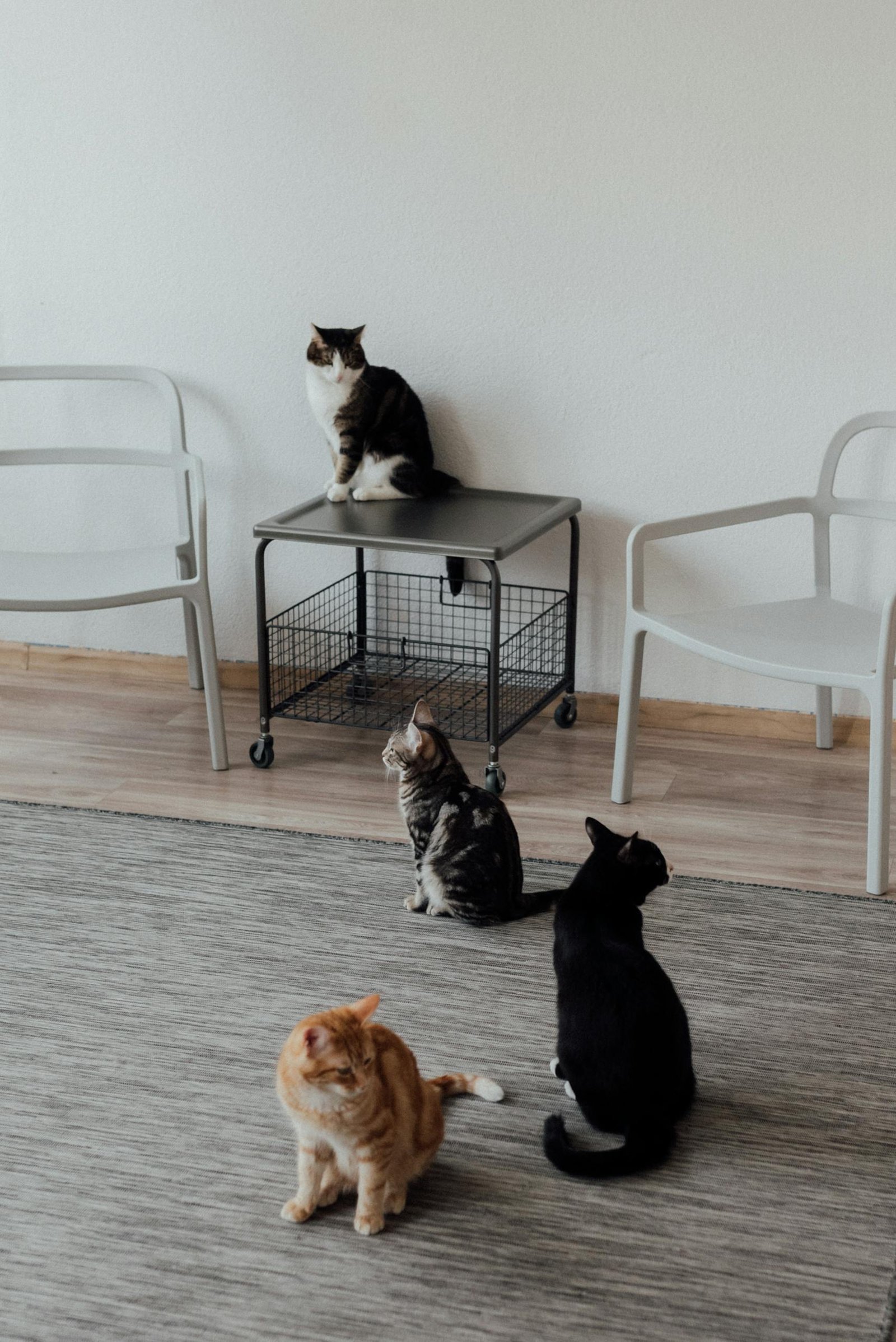 Four diverse cats exploring a minimalist indoor space with modern furniture.
