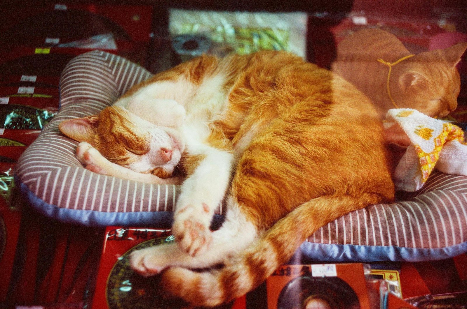 Ginger cat comfortably napping on a striped cushion. Energy & Sleep Patterns.