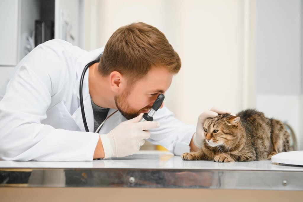 Finding the Right Vet for Your Kitten