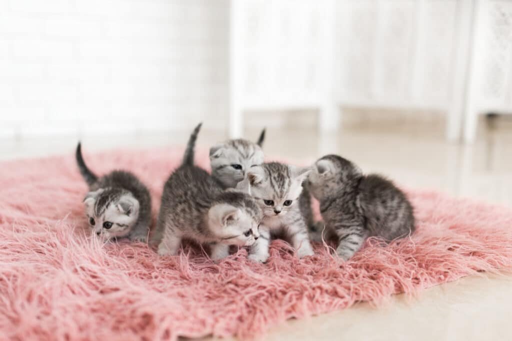 Kitten Care Tips for First-Time Owners