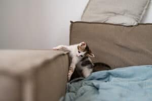 A tabby cat stretching and scratching the arm of a fabric sofa, illustrating why cats scratch furniture.