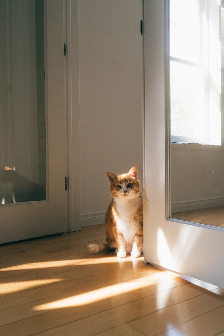 Adorable cat enjoying sunlight in a modern home