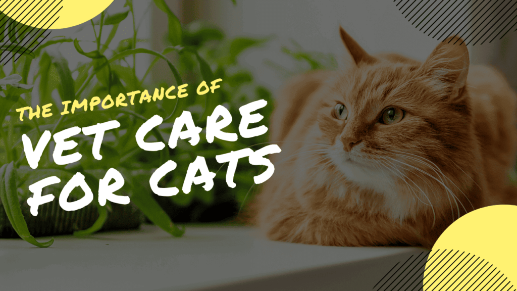 vet care importance for cats