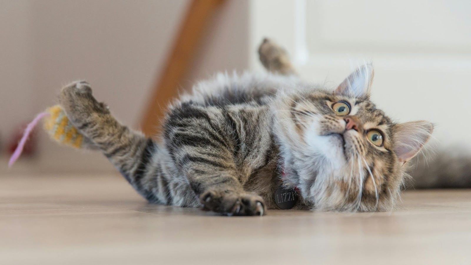 Common Cat Behaviors and What They Mean
