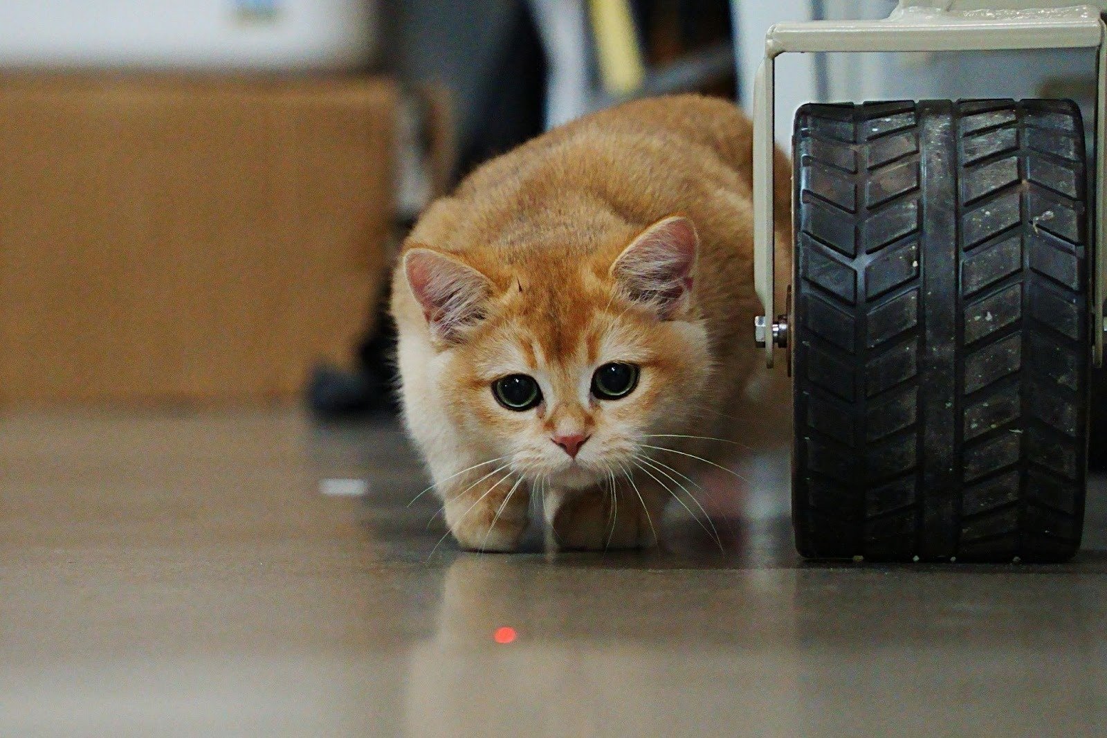 Eye Movements. cat communication works with is their eyes. Cat Eye Movement.