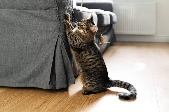 Cats Scratch Furniture