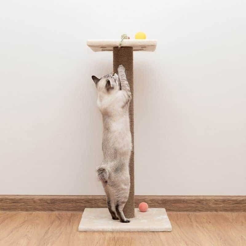 Place Scratching Posts.
Place Cat Scratching Posts