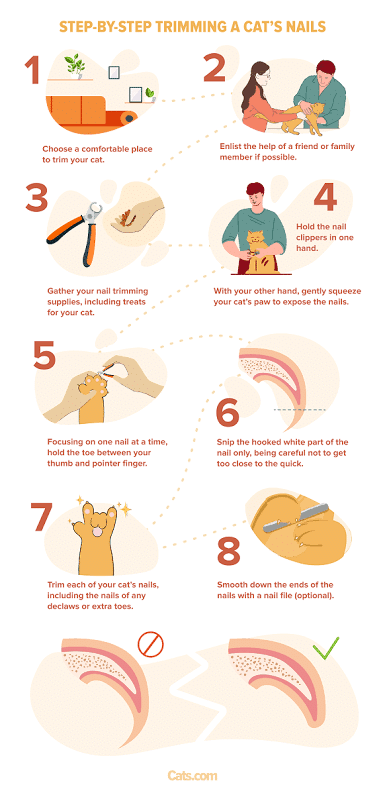 Trim Claws. Trim Claws Regularly. Trim Claws Cat.