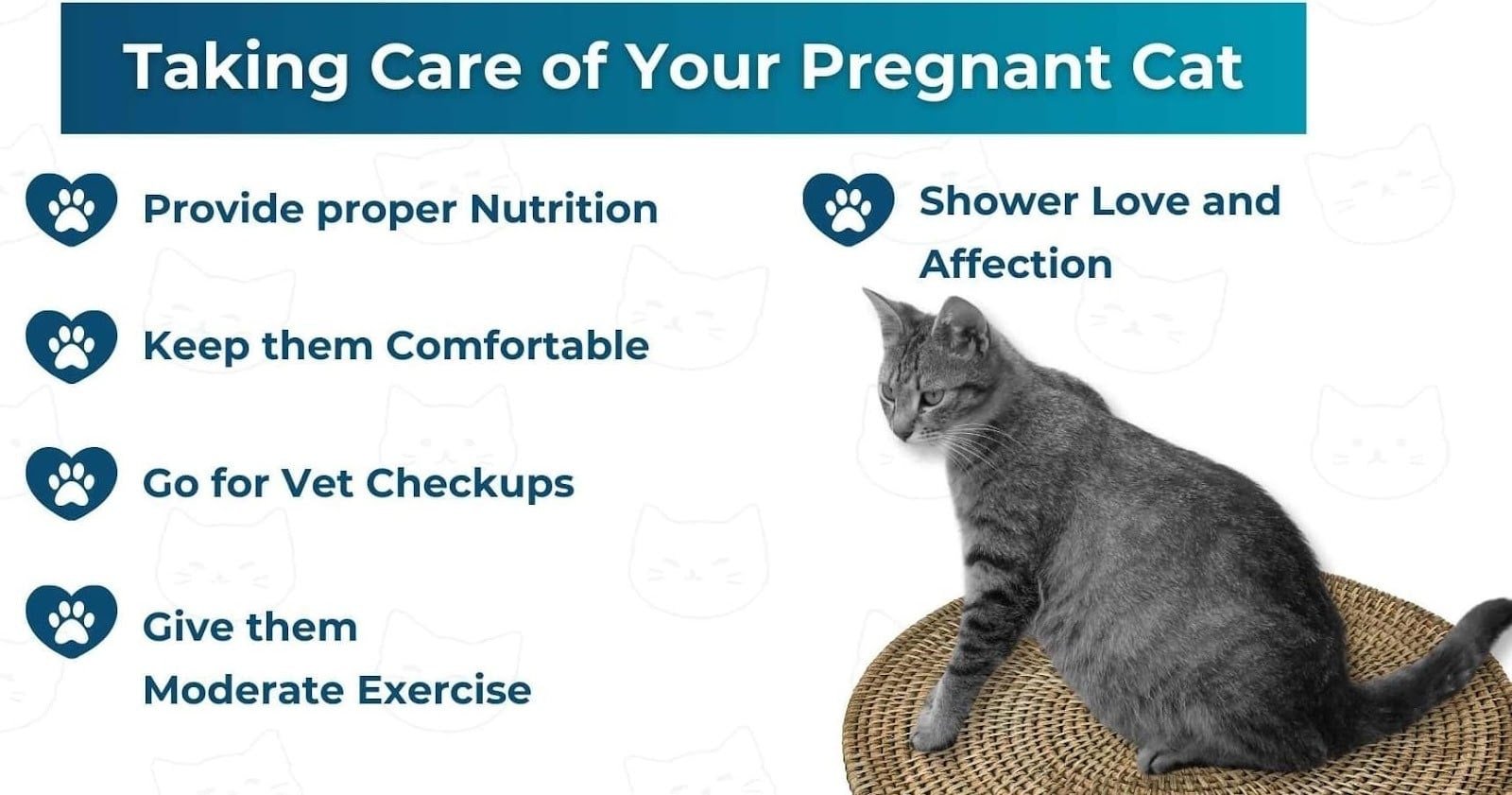 Essential Cat Prenatal Care for a Healthy Mom. Taking care of your pregnant cat.