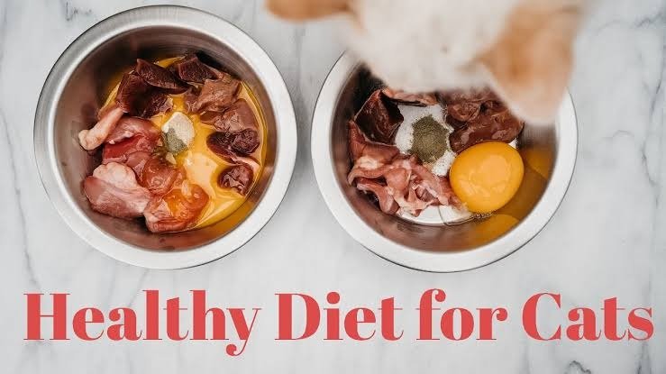 Healthy Diet for Cats.