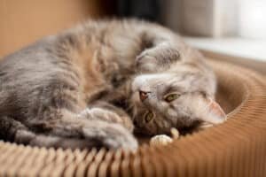 how to recognize and solve stress and anxiety in cats.