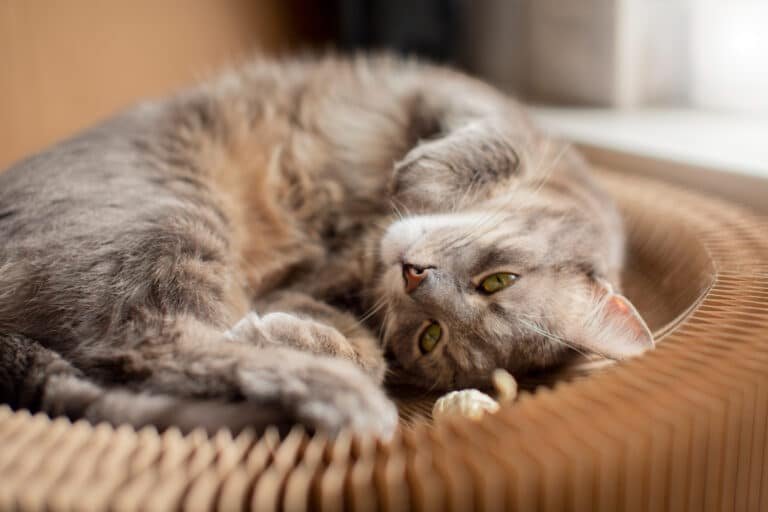 how to recognize and solve stress and anxiety in cats.