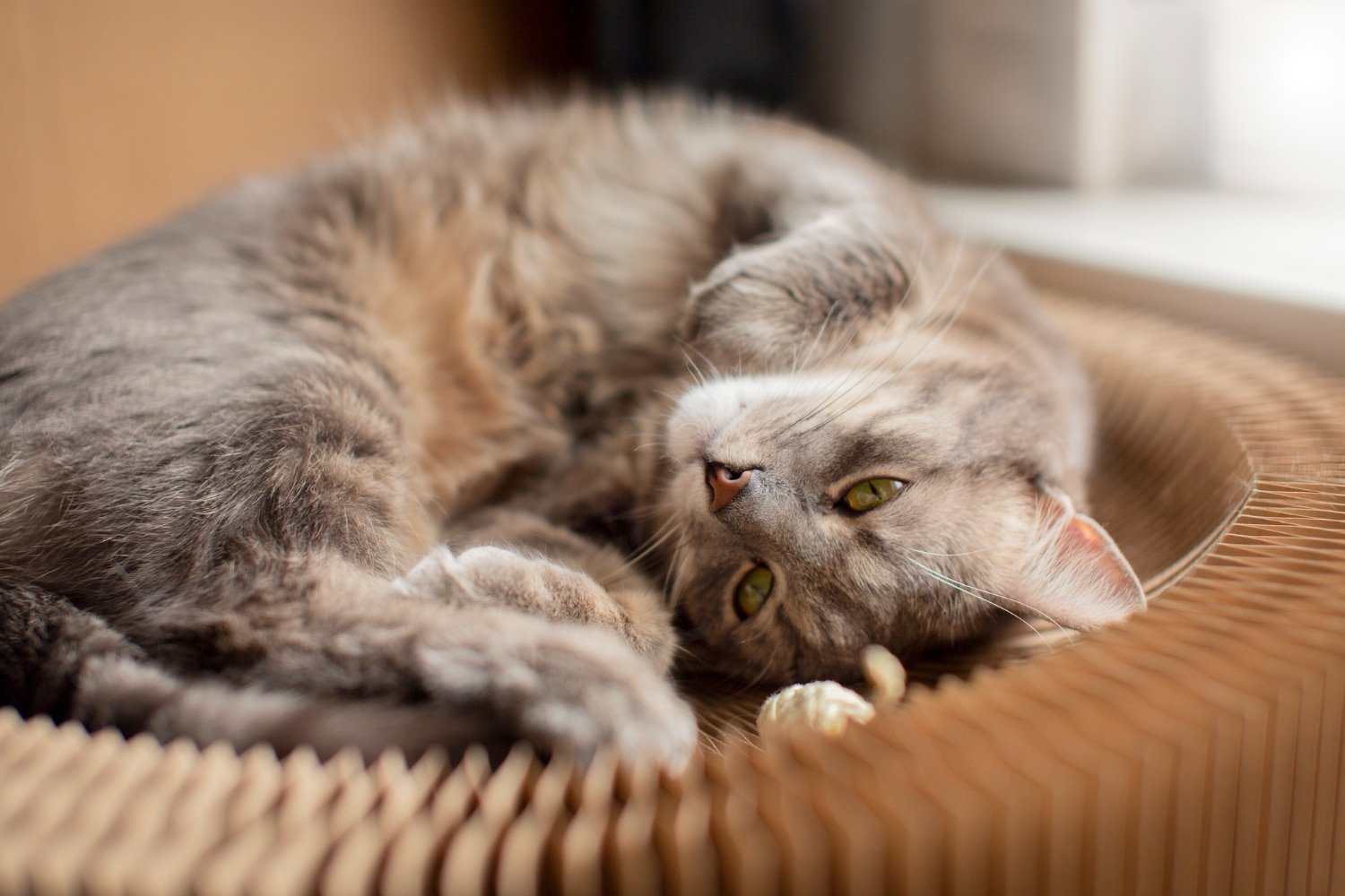 how to recognize and solve stress and anxiety in cats.