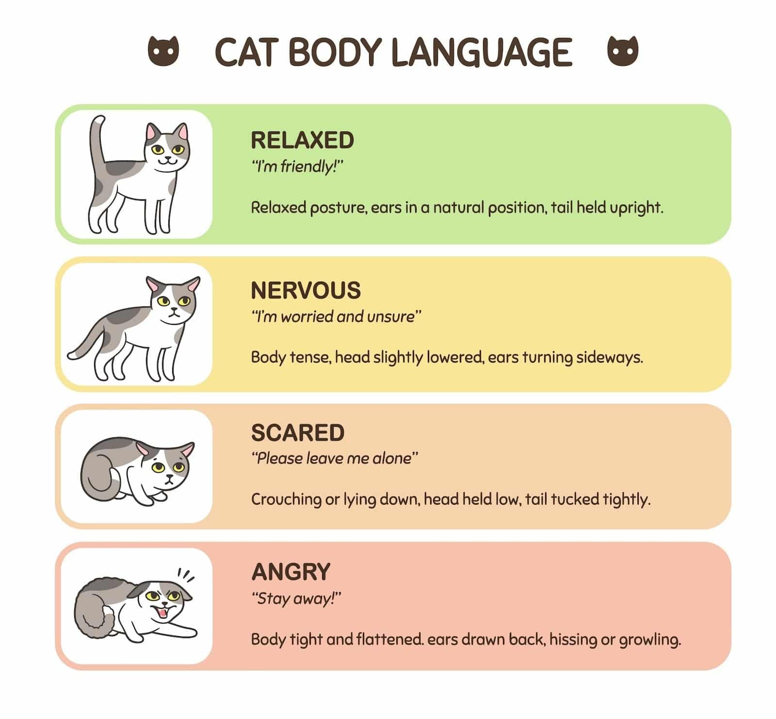 Understand Cat stress and anxiety from Body Language.