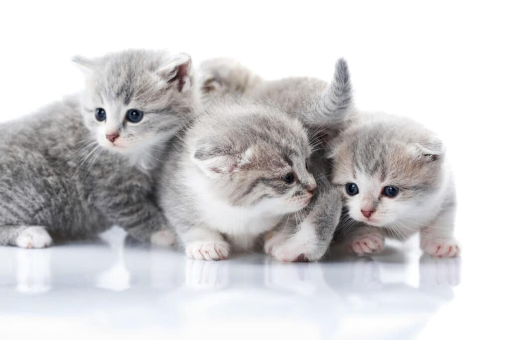 Little Kittens