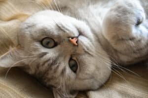 Cutest Cats. Cutest Cats Breeds. Cutest Breeds. Attr: wirestock - Magnific.com