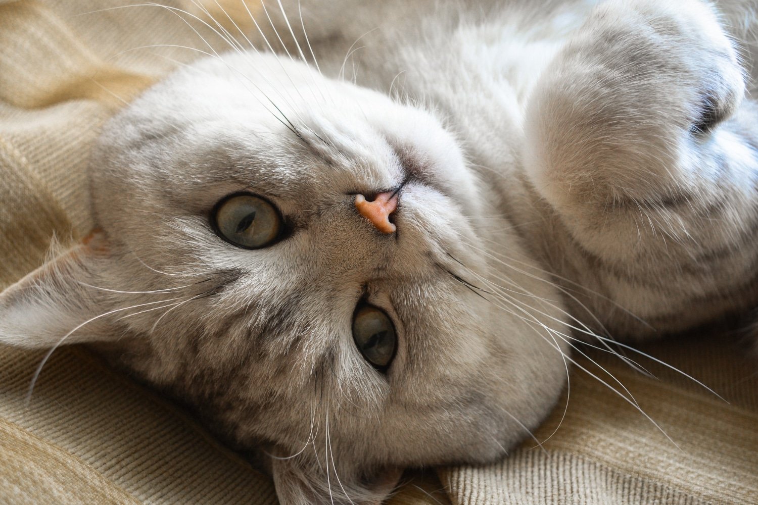 Cutest Cats. Cutest Cats Breeds. Cutest Breeds. Attr: wirestock - Magnific.com