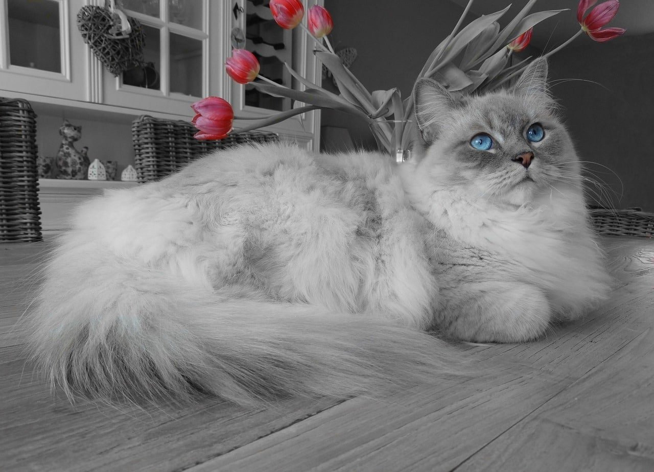 Ragdoll cat. Cutest cat breed.