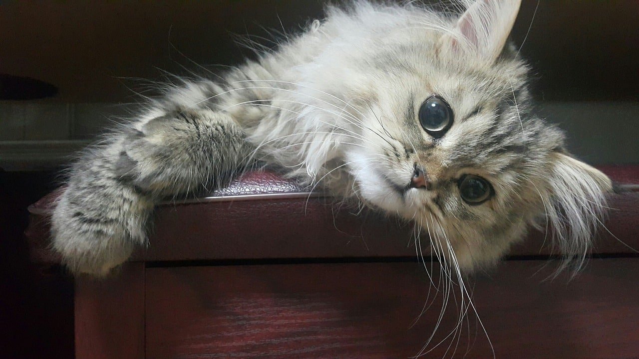 Persian cat. Cutest cat breed.
