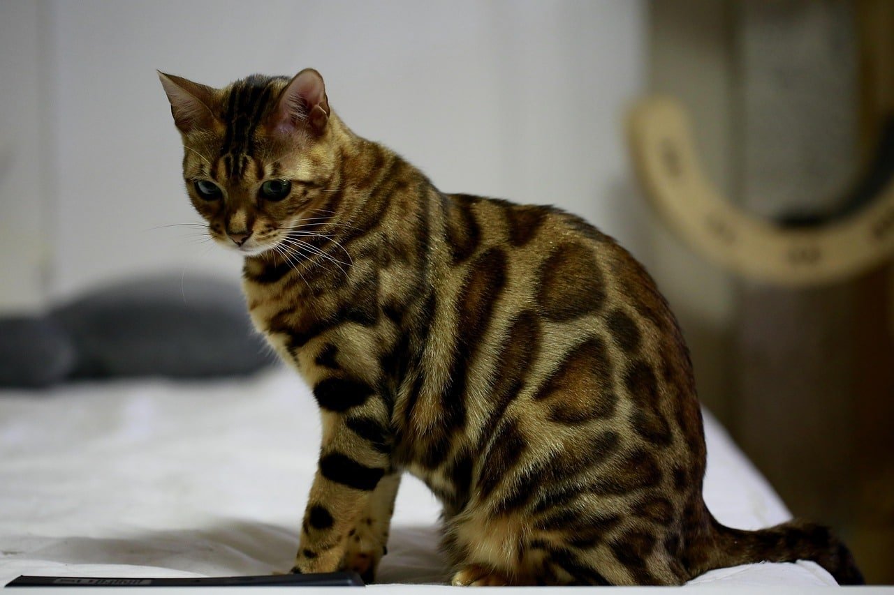 Bengal cat. Cutest cat breed.