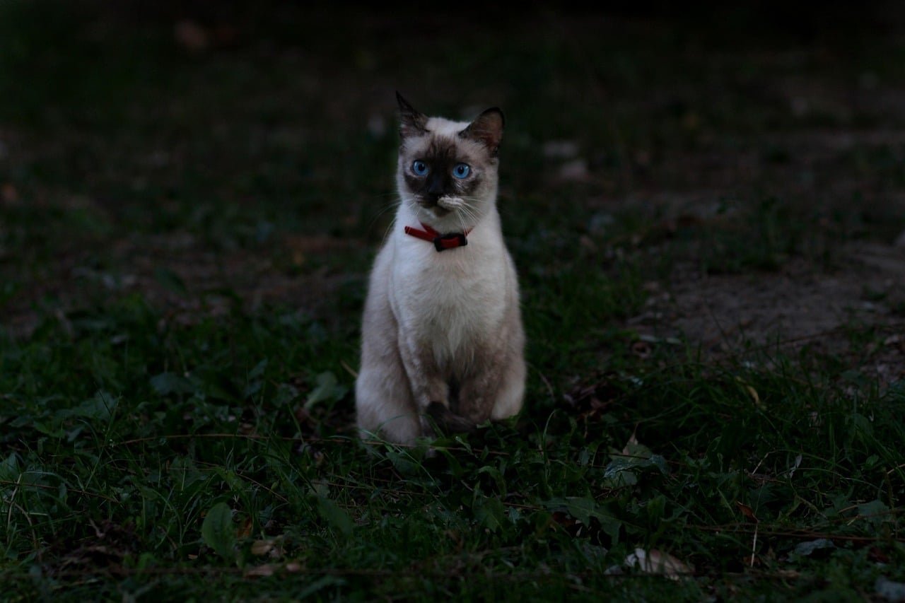 Birman cat. Cutest cat breed.