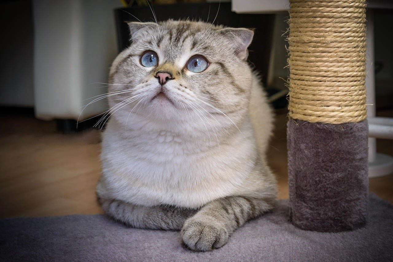 Scottish fold cat. Cutest cat breed.