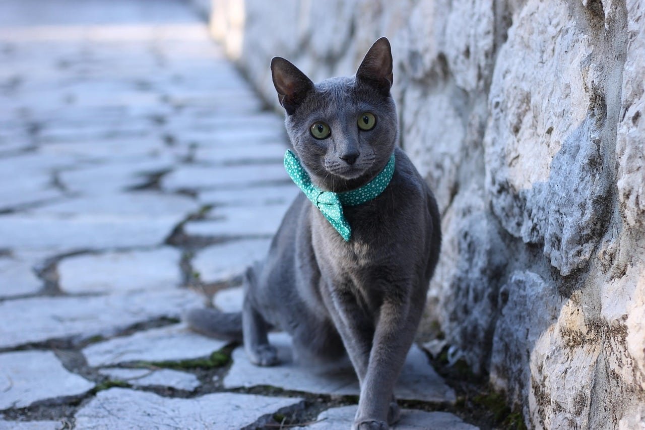 Russian Blue Cat. Cutest cat breed.