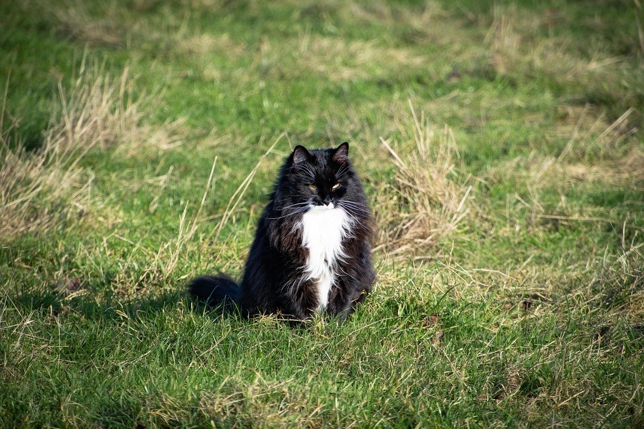 Norwegian Forest Cat. Cutest Cat Breed.