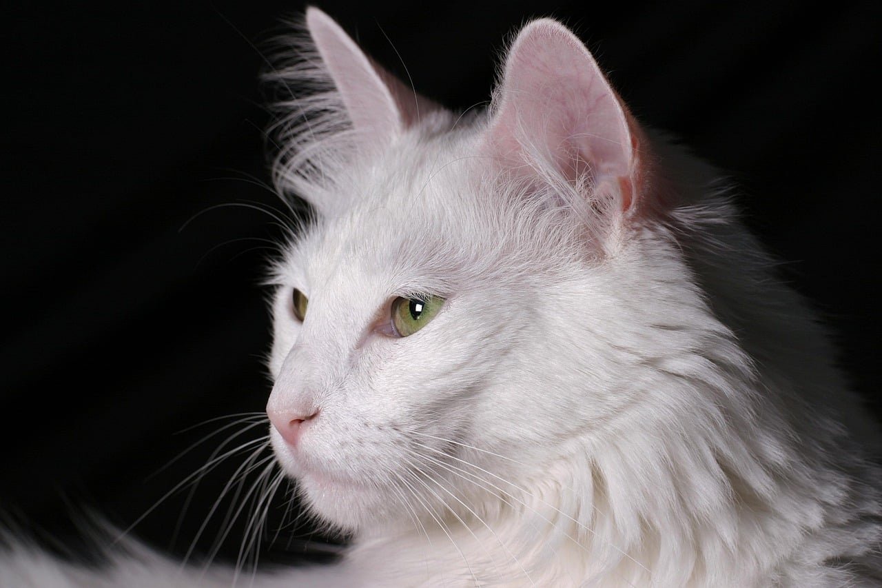Turkish angora Cat. Cutest Cat.