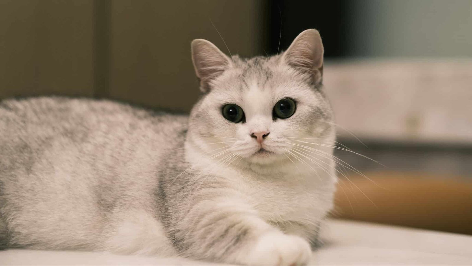 Munchkin cat. Cutest cat breed.