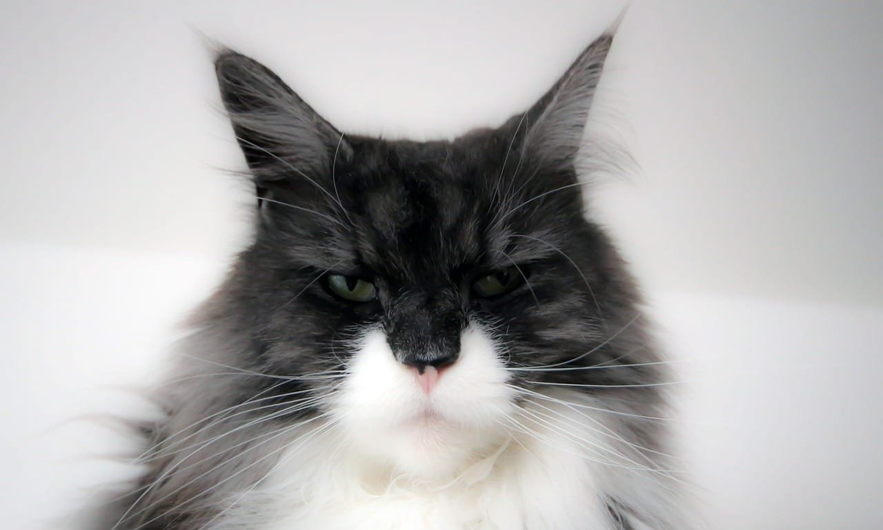 Maine coone cat.  Cutest cat breed.